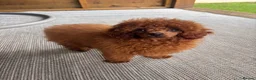 Toy Poodle dogs for sale: Beautiful Asian toy poodles  - Advert 8