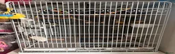 Cockatiels birds for sale: Cockatiels and cage for sale in Feltham - Advert 8