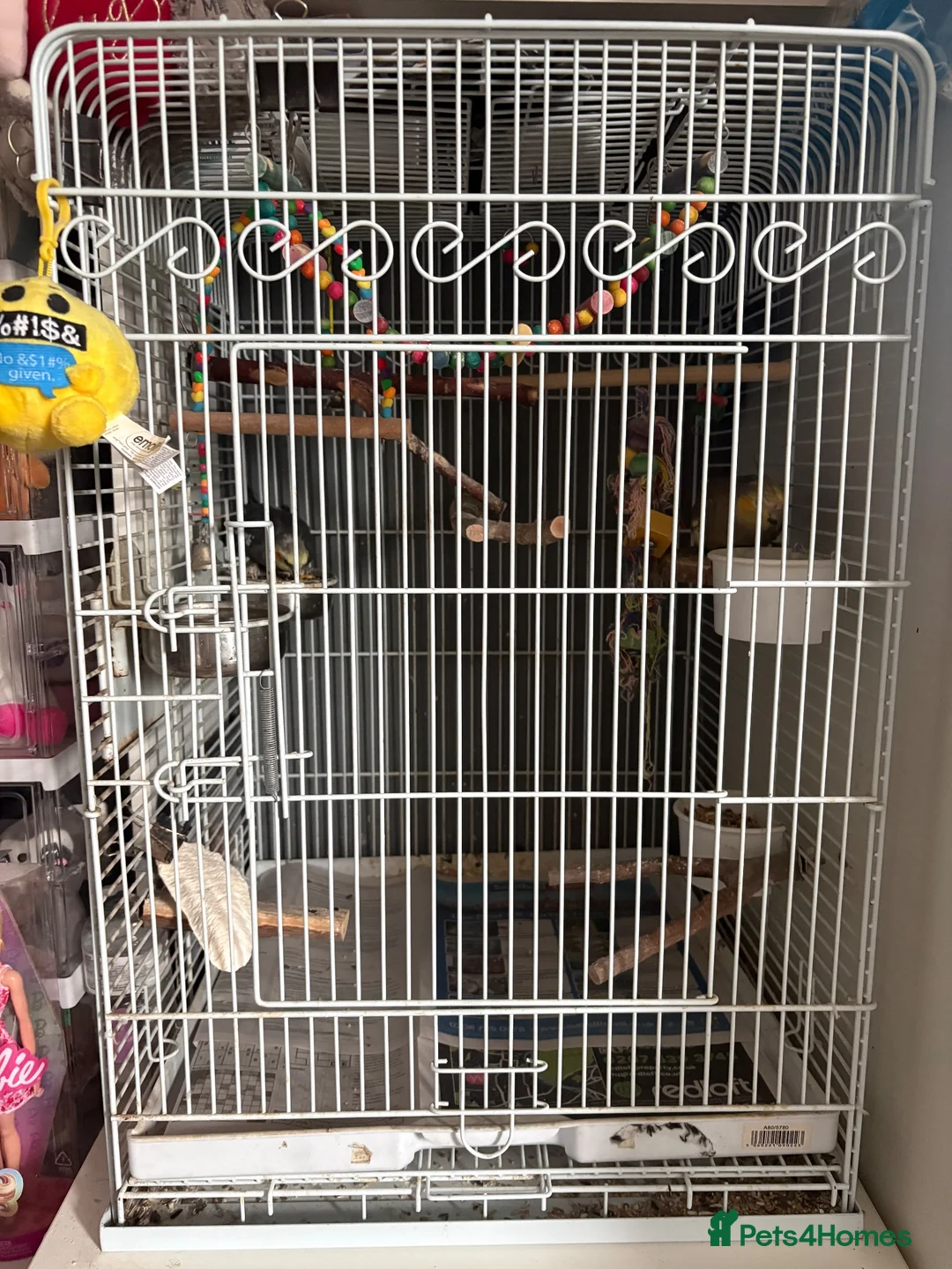Cockatiels birds for sale: Cockatiels and cage for sale in Feltham - Advert 8