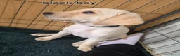 Labrador Retriever dogs for sale: Ready to leave labrador puppies 2girl 3male left  - Advert 6