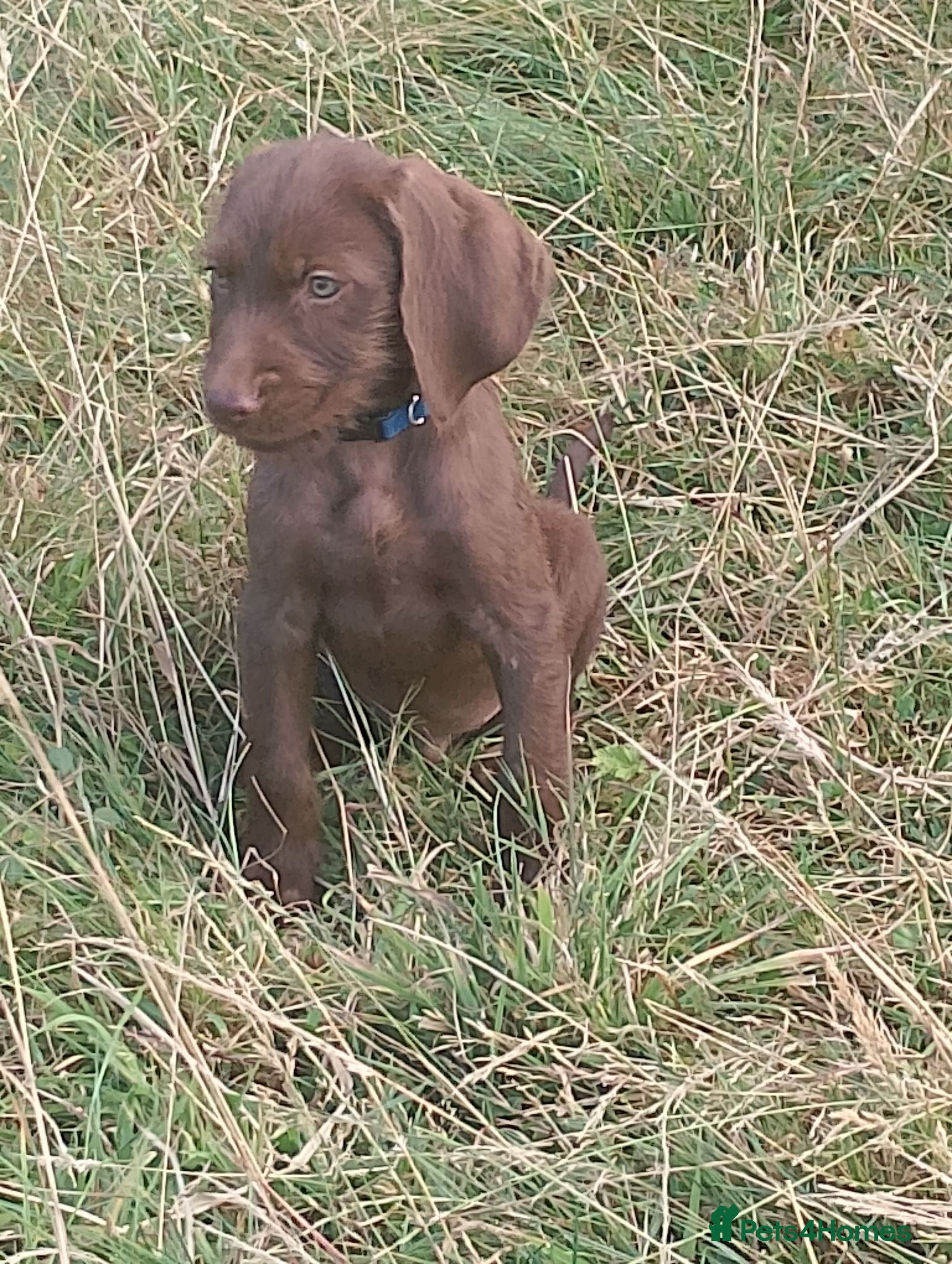 Mixed Breed dogs Ready! 1 very smart boy left - Weimaraner x Vizsla - Advert 1