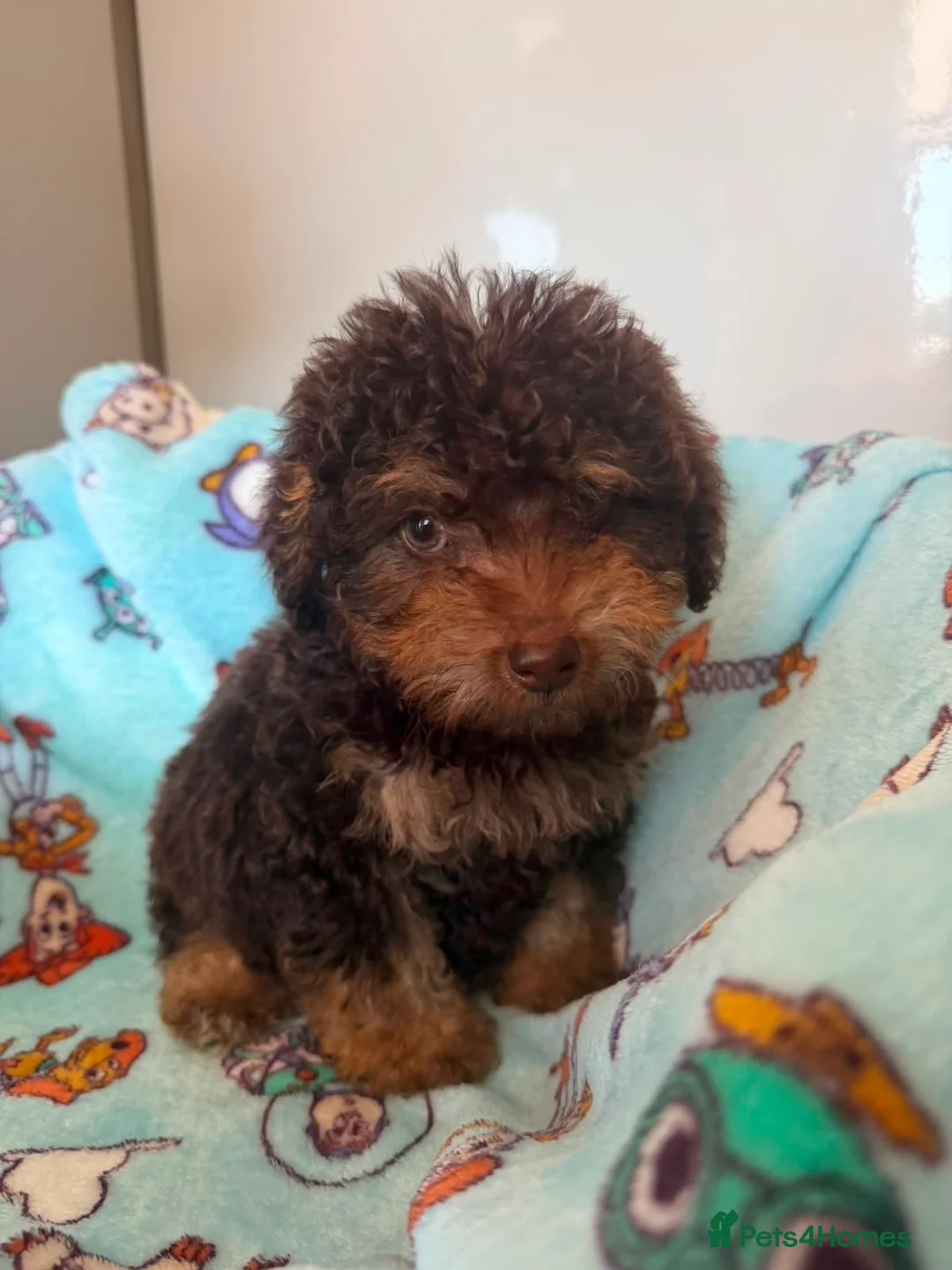 Jackapoo dogs for sale: Gorgeous Jackapoo puppies  - Advert 2
