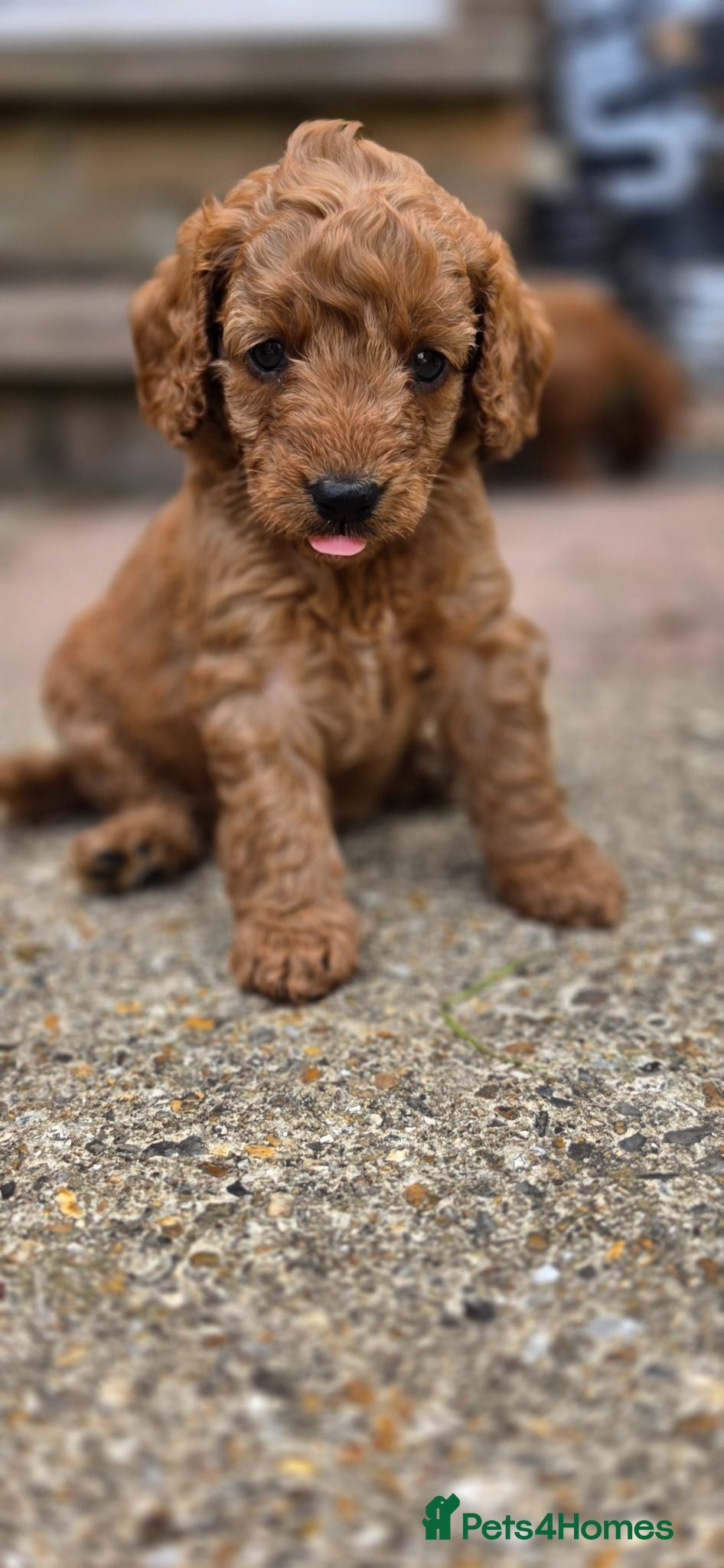 Cavapoo dogs Cavapoo puppies  - Advert 1