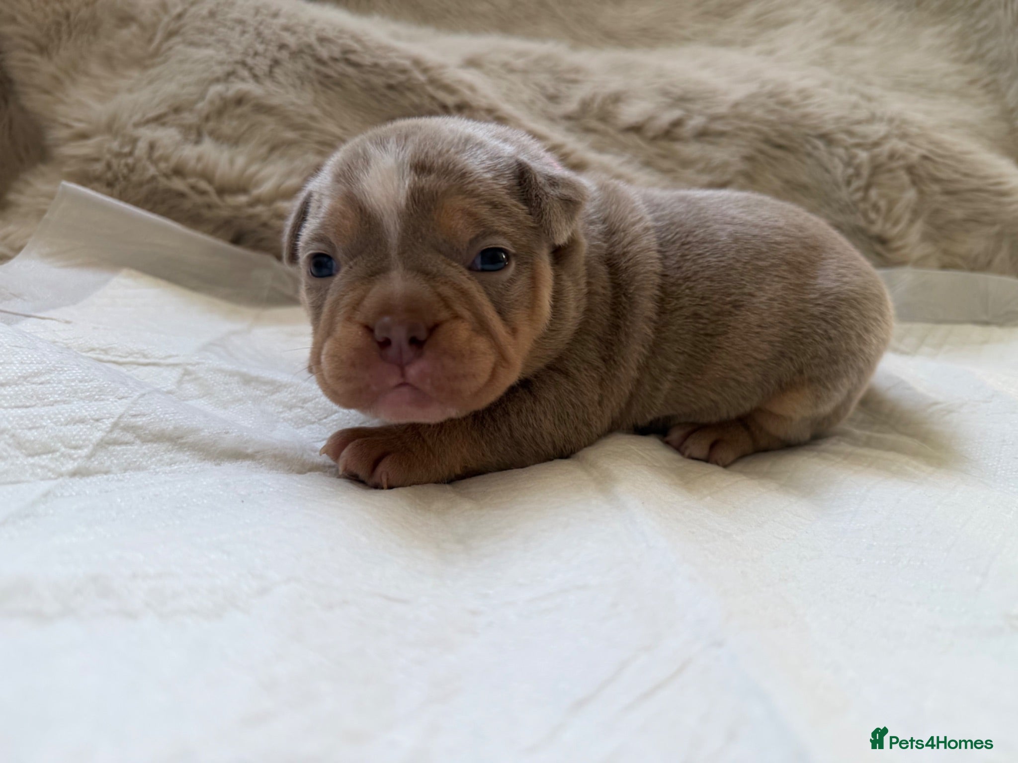 American Bully dogs 🐾Exceptional ABKC Lilac Tri Pocket Bully Puppies - Advert 6