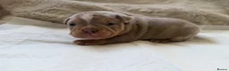 American Bully dogs for sale: 🐾Exceptional ABKC Lilac Tri Pocket Bully Puppies - Advert 1