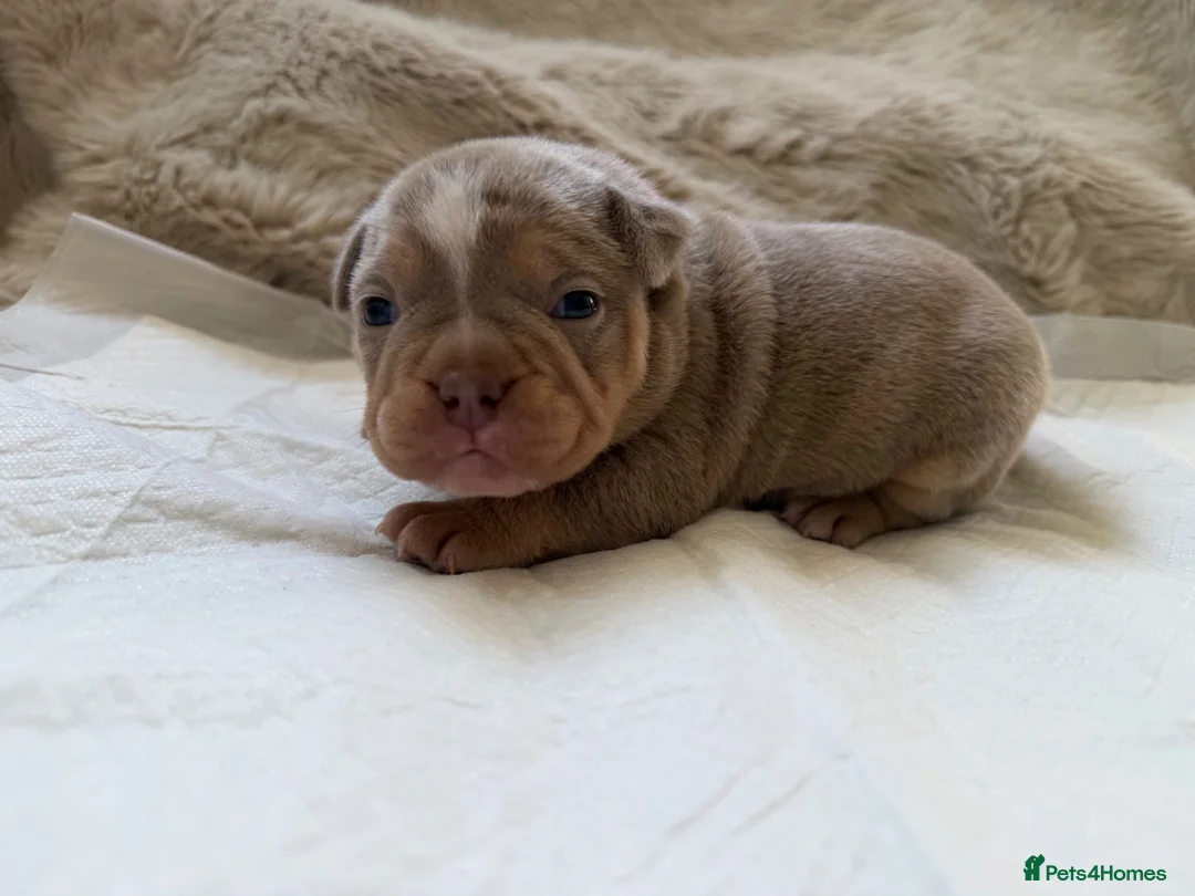 American Bully dogs for sale: 🐾Exceptional ABKC Lilac Tri Pocket Bully Puppies - Advert 1