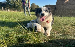 Border Collie dogs for sale: Blue Merle Border Collie Puppies - Image 13