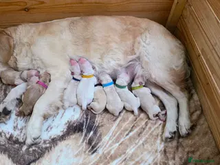 Golden Retriever dogs Beautiful Golden Retriever Puppies - Family Raised - Advert 1