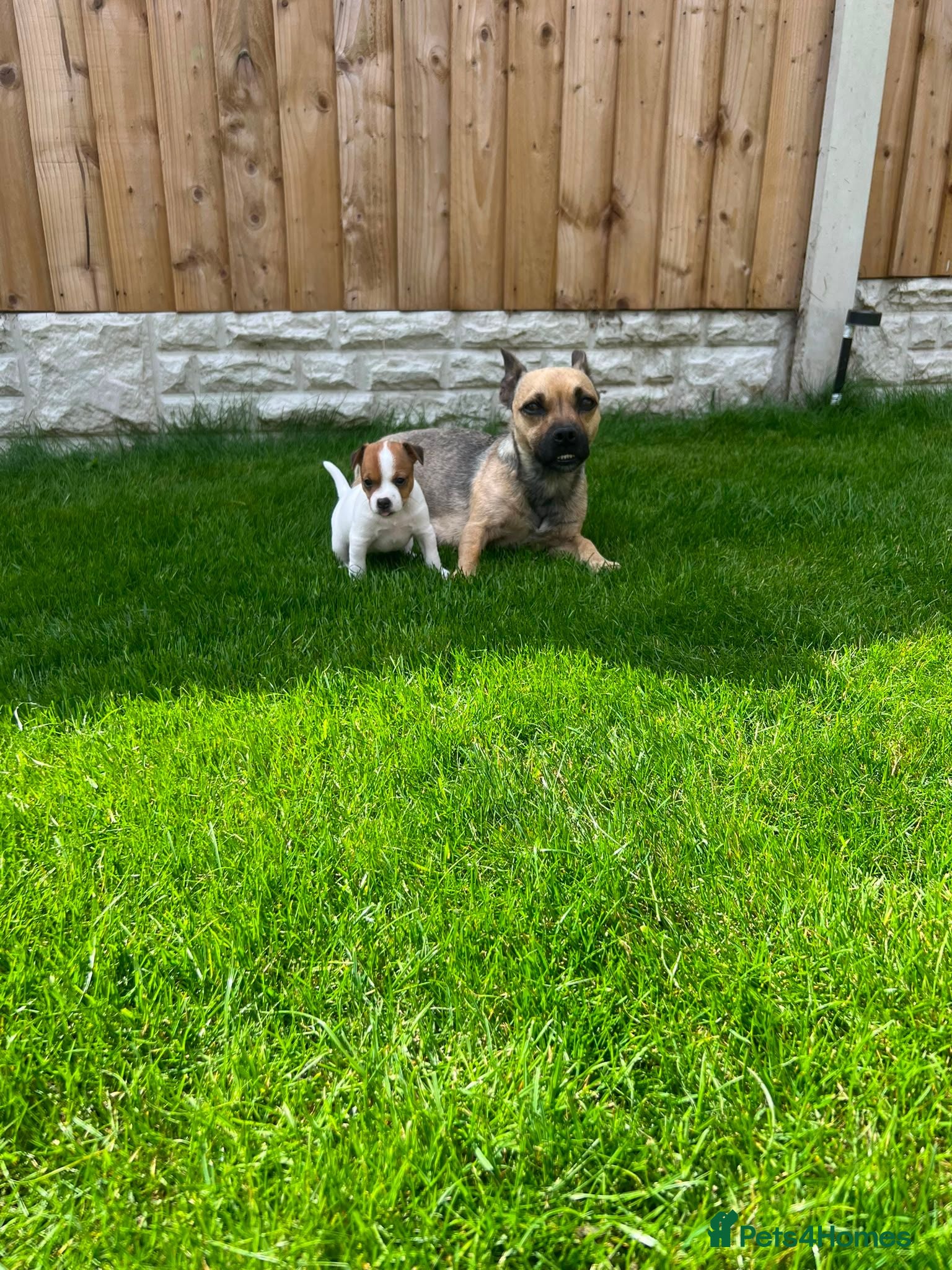 Jack Russell dogs Jack russell puppies  - Advert 3