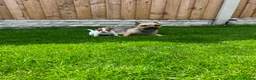 Jack Russell dogs for sale: Jack russell puppies  - Advert 1