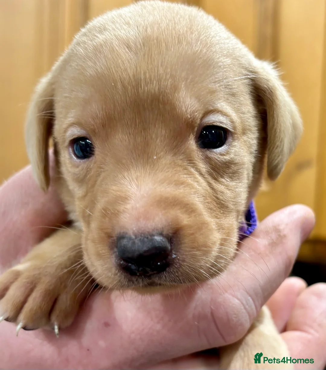 Labrador Retriever dogs for sale: Ready now! Beautiful Labrador pups (KC Reg) - Advert 30