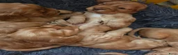 Cocker Spaniel dogs for sale: Beautiful 100% Cocker Spaniel puppies- litter of 6 - Advert 5