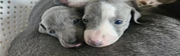 Italian Greyhound dogs for sale: Gorgeous Wiggy puppies 3/4 IG 1/4 Whippet - Advert 2
