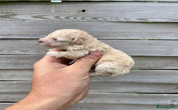 Toy Poodle dogs - Advert 8