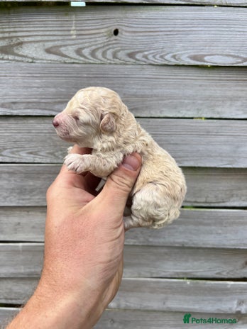 Toy Poodle dogs - Advert 8