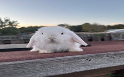 Mini Lop rabbits for sale: Pure Mini Lop Rabbits for sale  - Image 1