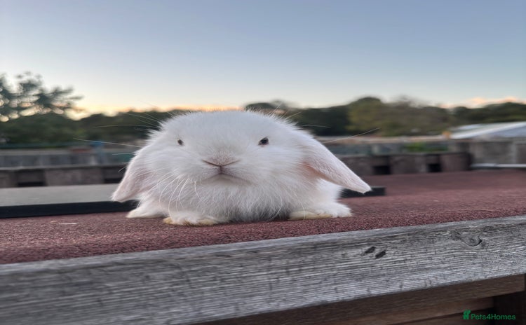 Mini Lop rabbits - Advert 2