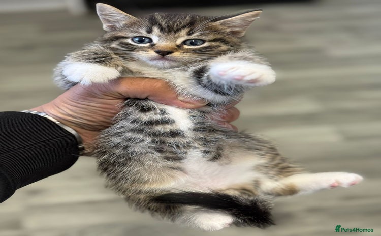 Mixed Breed cats - Advert 8