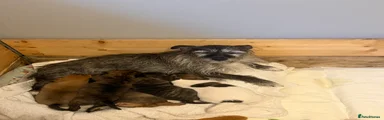 Mixed Breed 2