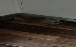 British Shorthair cats for sale: Fawn male Shorthair Tica  - Image 19