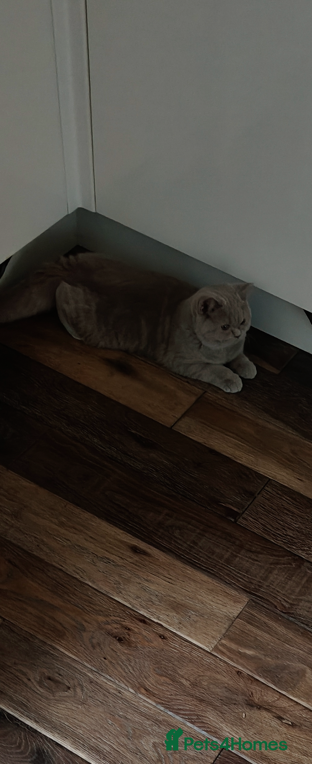 British Shorthair cats for sale: Fawn male Shorthair Tica  - Image 19