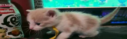 Mixed Breed cats for sale: Little Buddy Maine coon cross  - Advert 3