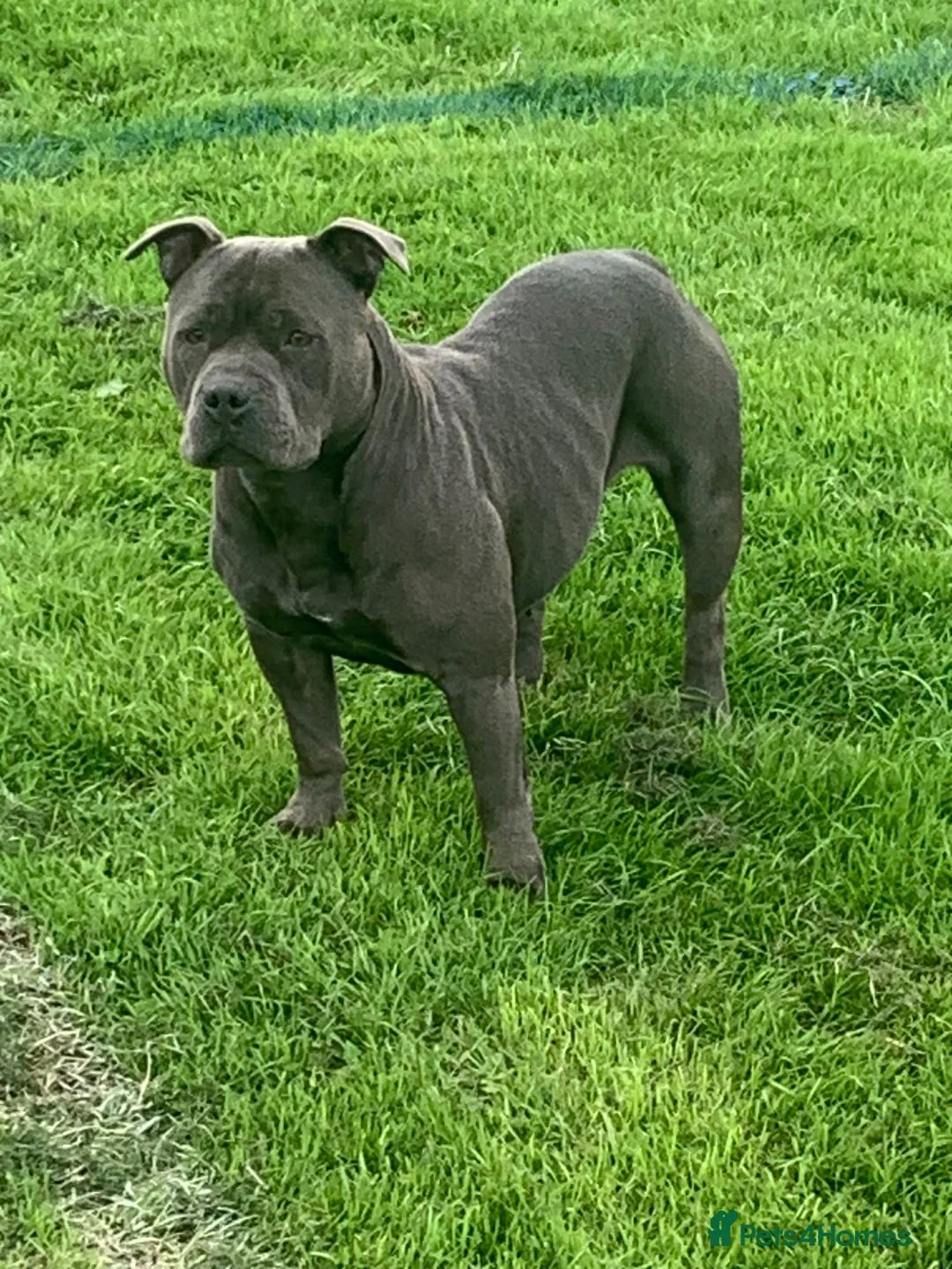 Staffordshire Bull Terrier dogs for sale: KC registered blue staff puppies - Advert 2