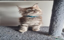 Maine Coon cats for sale: Stunning pedigree Mainecoon Kittens  - Image 2