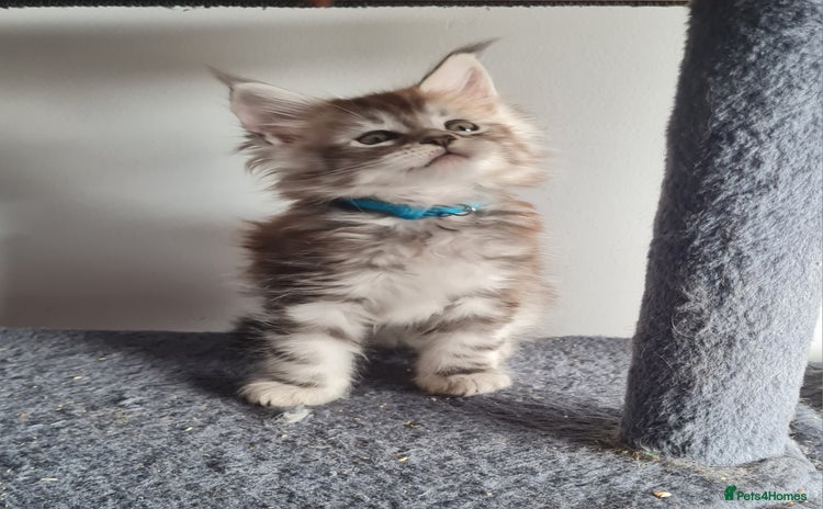 Maine Coon cats - Advert 12