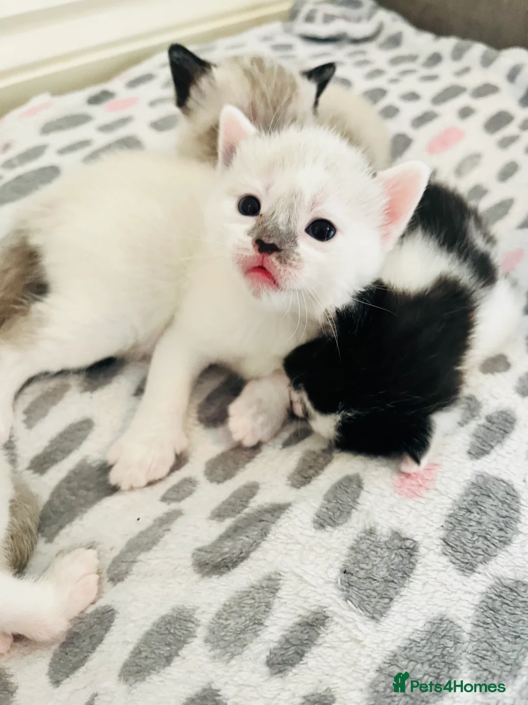 Mixed Breed cats for sale: Gorgeous Snowshoe Siamese Kittens  - Advert 12