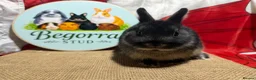Mini Lop rabbits for sale: Gorgeous Pure bred Mini lops - Advert 5