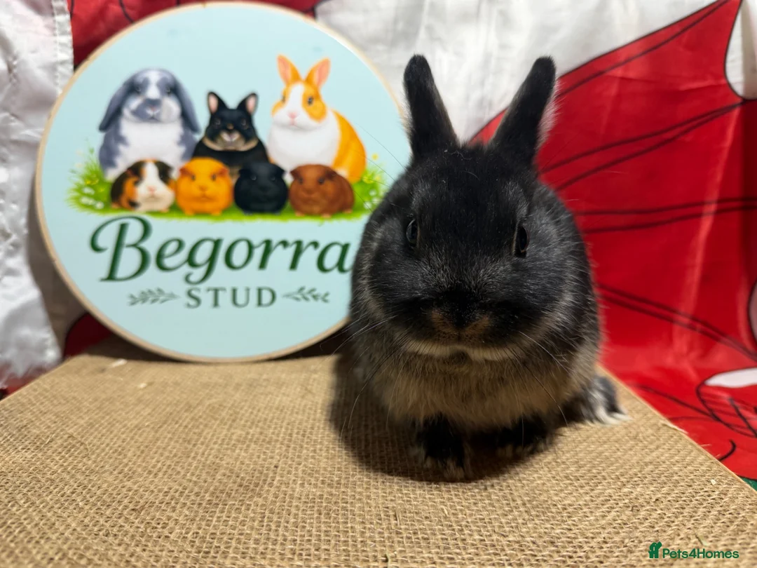 Mini Lop rabbits for sale: Gorgeous Pure bred Mini lops - Advert 5