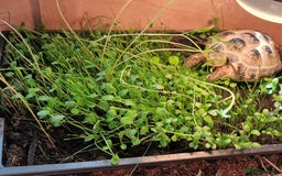 Tortoise reptiles for sale: Horsefield tortoise  - Image 4