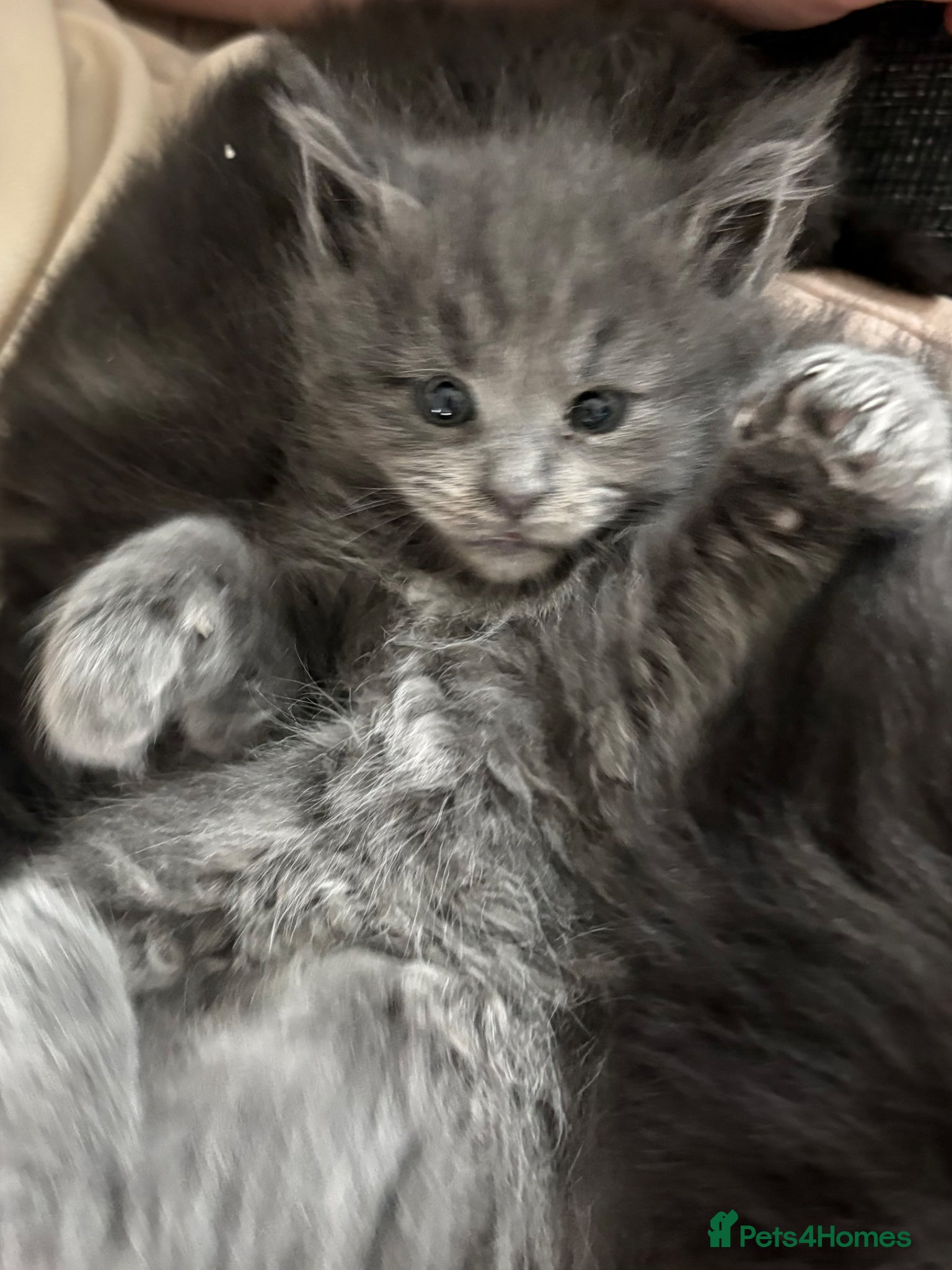 Maine Coon cats Maine coon kittens - Advert 6