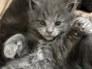 Maine Coon cats Maine coon kittens - Advert 6