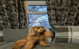 Cockapoo dogs for sale: Red cockapoos - Advert 6