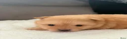 Pomeranian dogs for sale: 🐻 Adorable Teddy Bear puppies 1 girl and 3 boys🐻 - Advert 29
