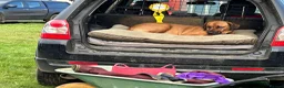 Rhodesian Ridgeback dogs for sale: Wait List Open - Safely Arrived 14th June - Advert 21
