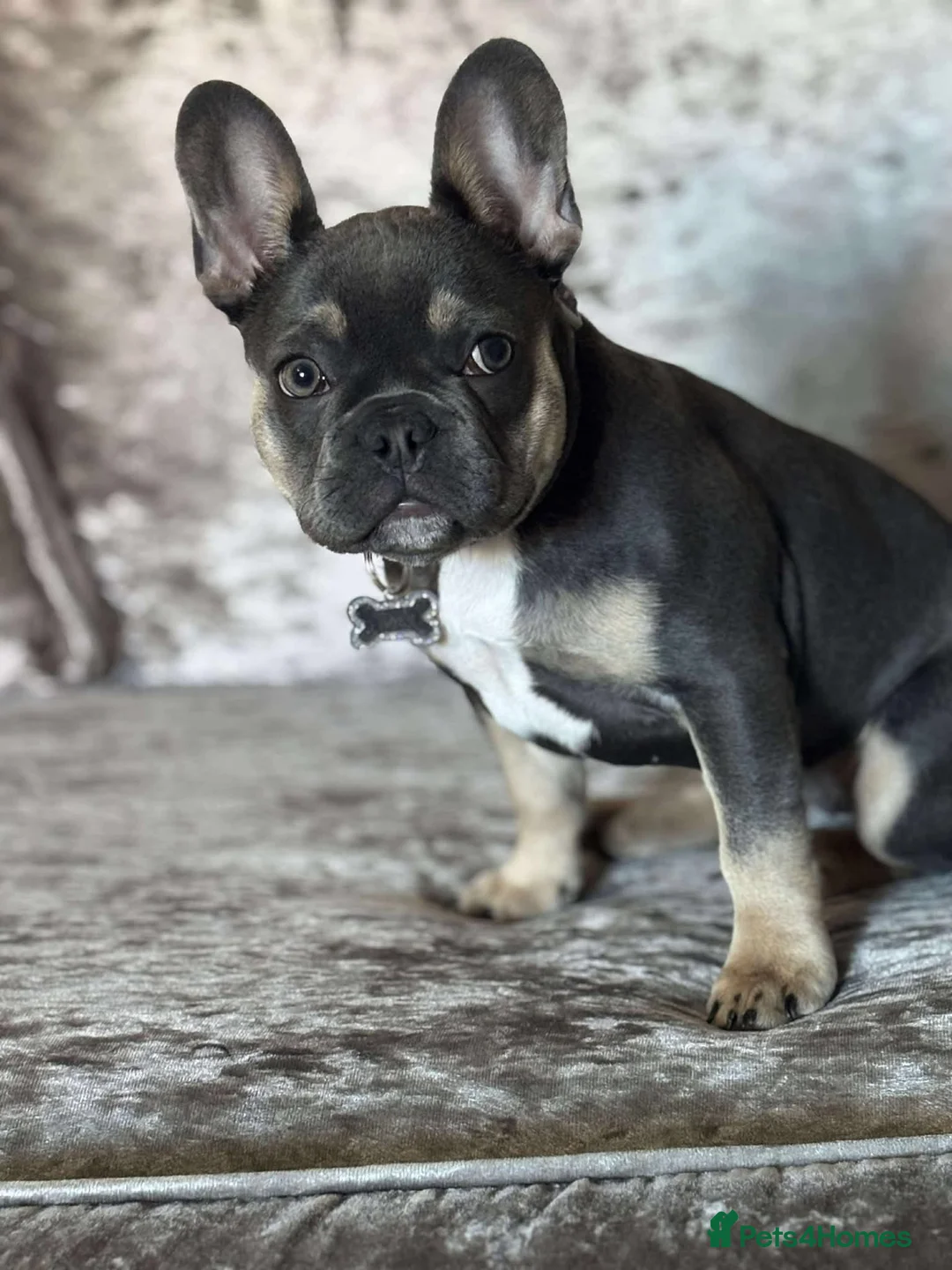 French Bulldog dogs for sale: Pedigree French bulldog Bonnie  - Advert 1