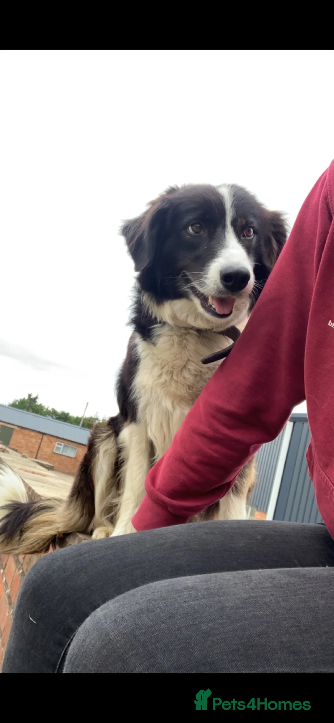 Border Collie dogs for sale: 1 male collie puppy ready to go to new 🏠  in Ludlow - Advert 5