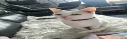 Mixed Breed cats for sale: Two beautiful kittens girls - Advert 3