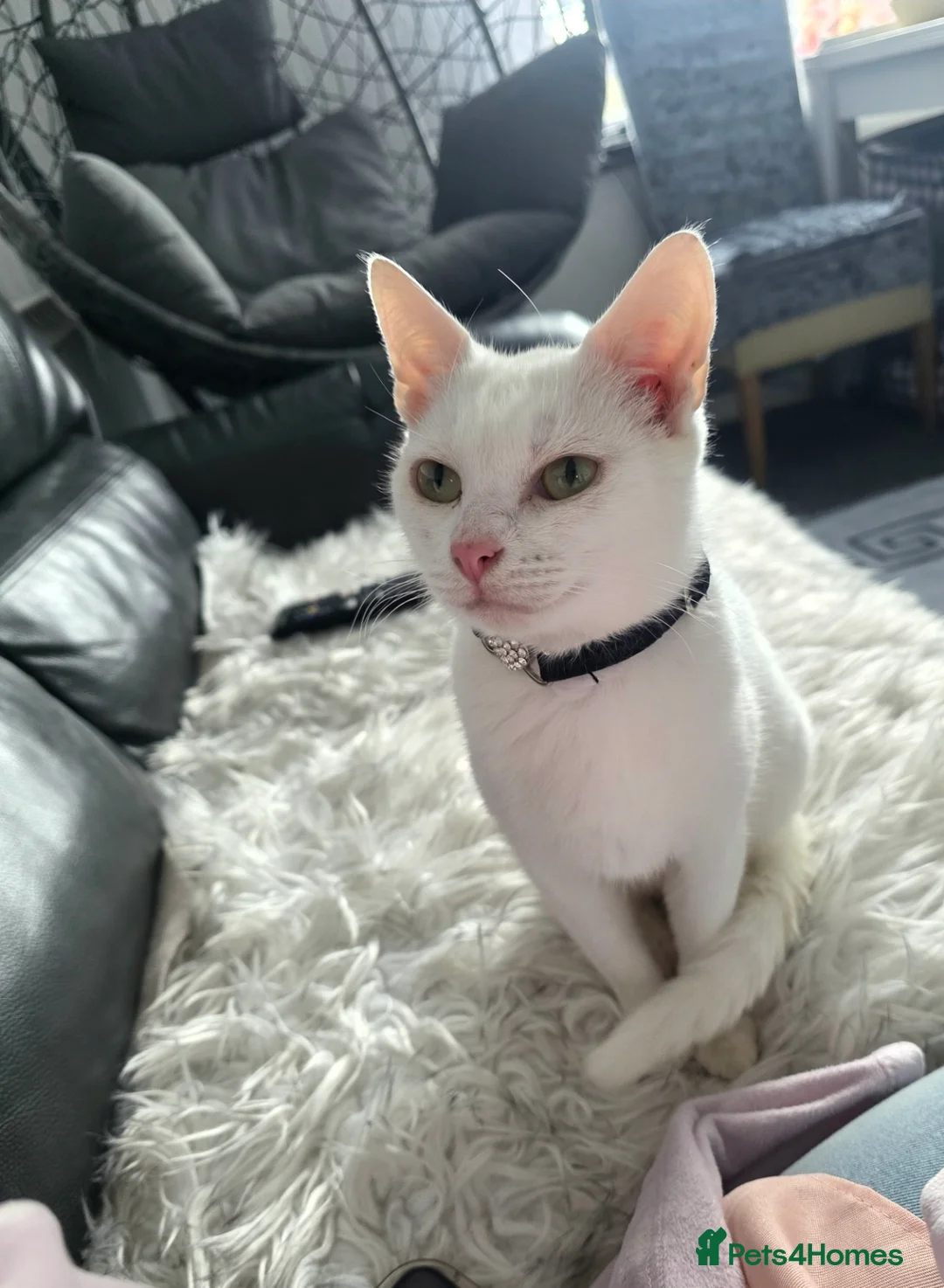Mixed Breed cats for sale: Two beautiful kittens girls - Advert 3