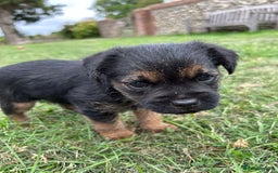 Border Terrier dogs for sale: Two beautiful Border Terriers dog puppies - Image 4