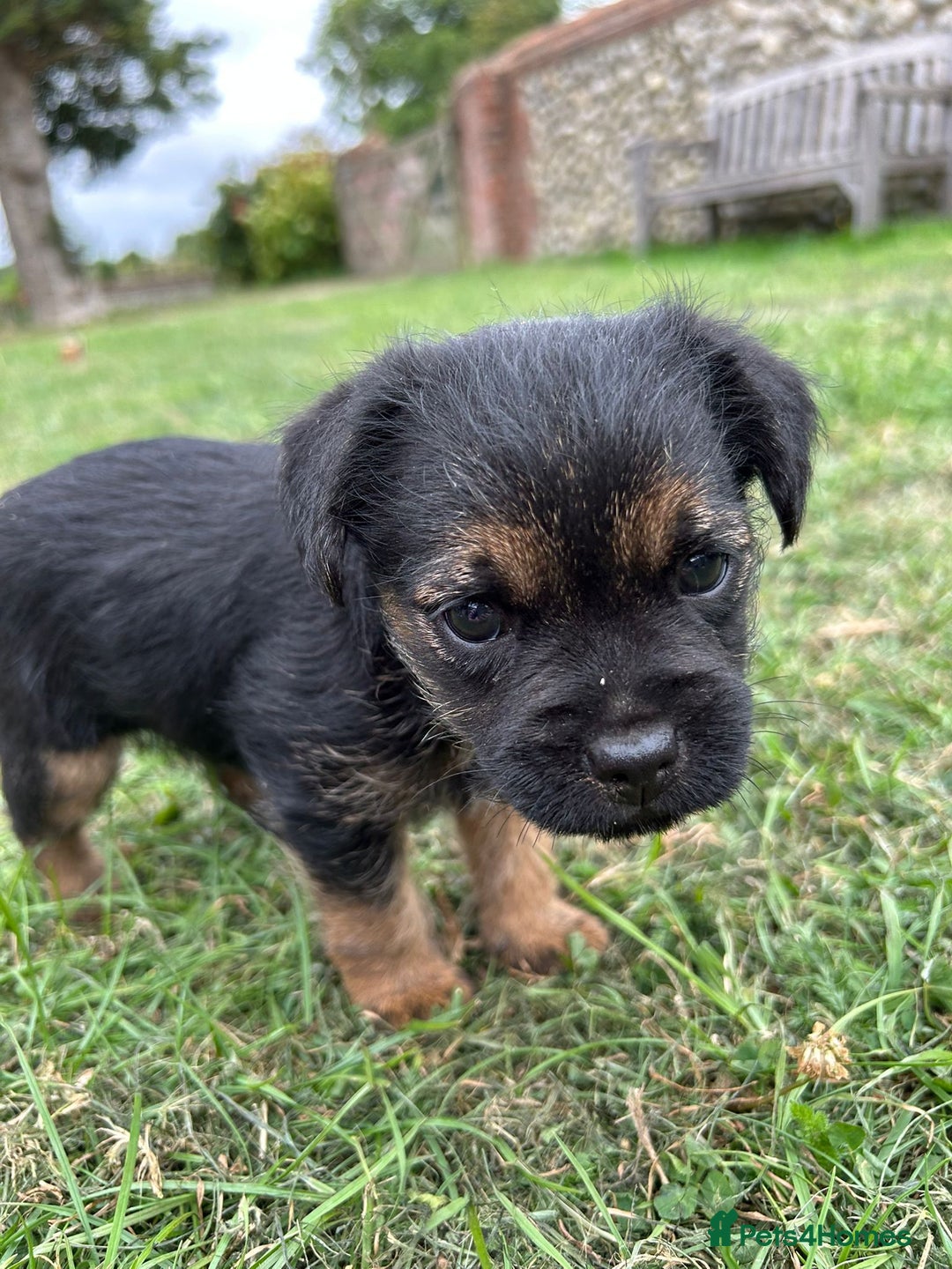 Border Terrier dogs for sale: Two beautiful Border Terriers dog puppies - Image 4