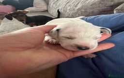 Dalmatian dogs for sale: Dalmatian puppies  - Image 7