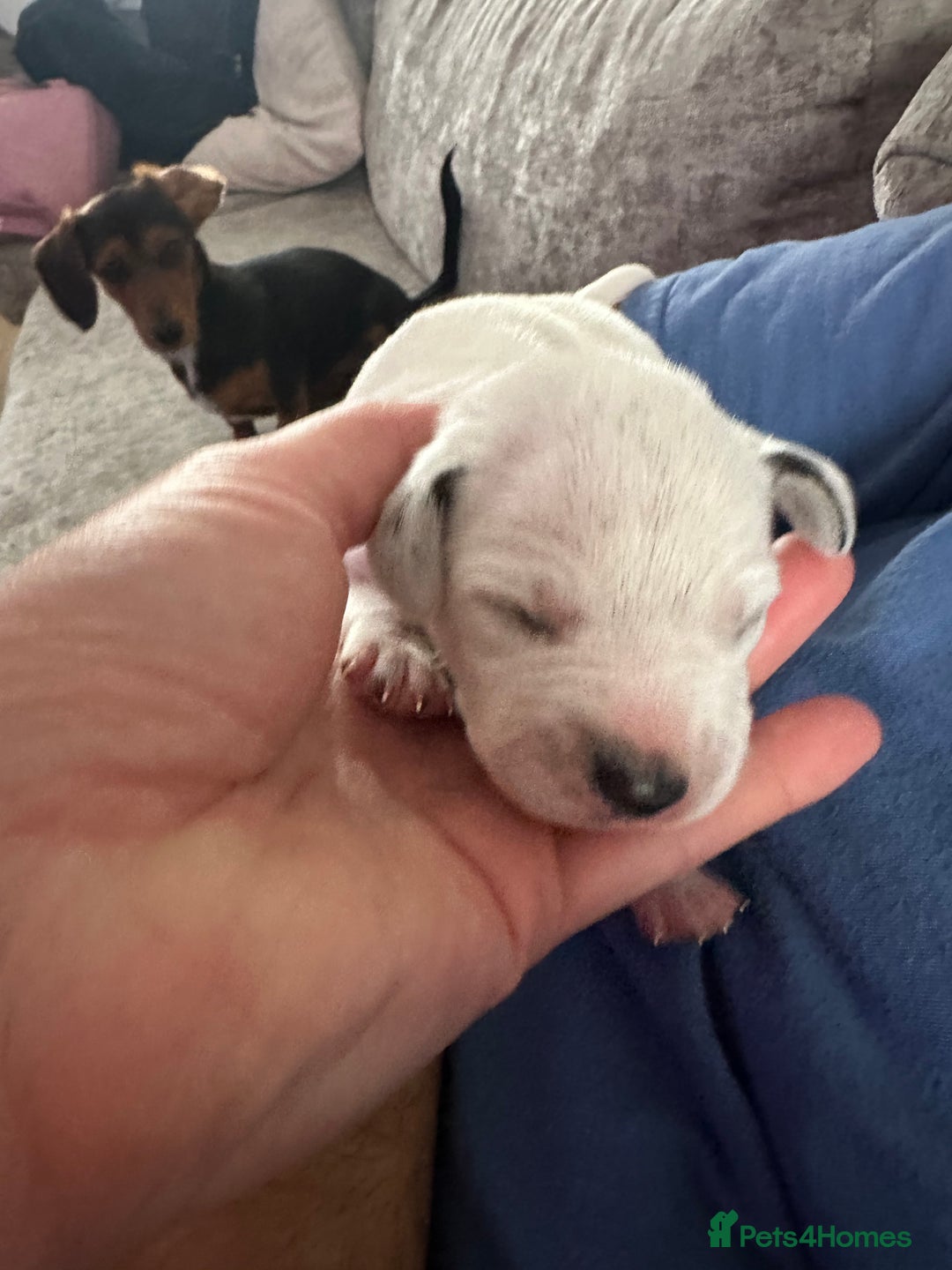 Dalmatian dogs for sale: Dalmatian puppies  - Image 7