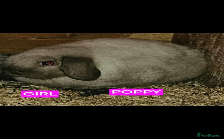 Mini Lop rabbits - Advert 1