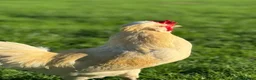 Chickens poultry for sale: Polish x Leghorn cockerel caramel and white  - Advert 4