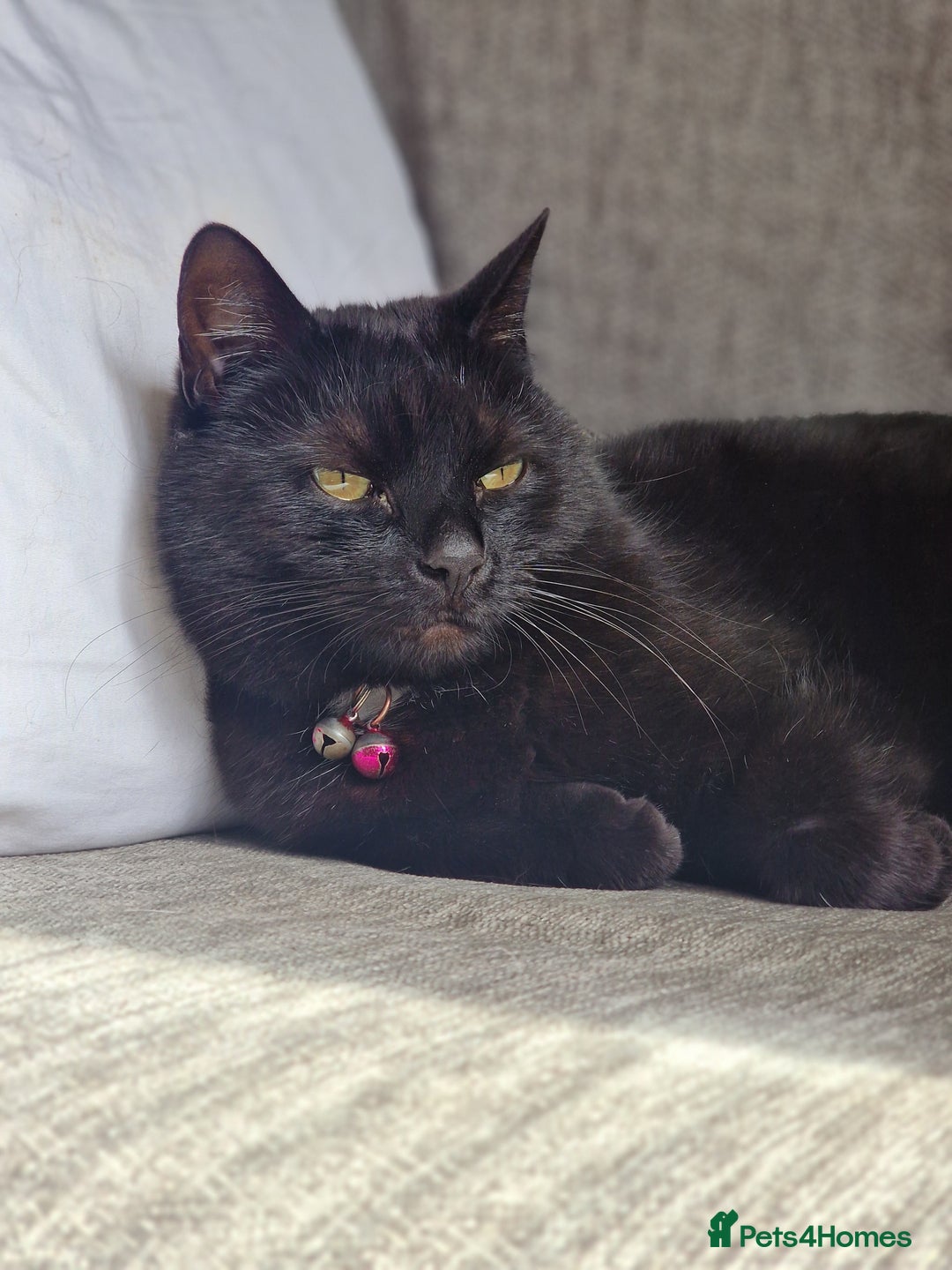 Mixed Breed cats for sale: Cat for rehoming - Advert 8