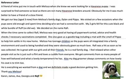 Mixed Breed dogs for sale: Cutest Havadoodles - Image 14
